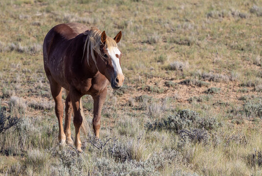 Beautiful Wild Horse in Summer in the Wyoming Desert