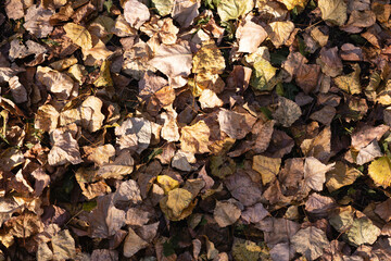 Autumn leaves on the ground.