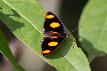 black butterfly with orange spots on a leaf