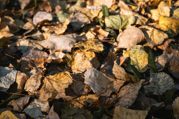 Autumn leaves.Autumn leaves on the ground in the park.