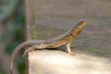 Lizard in the park