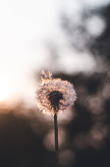 dandelion against blue sky