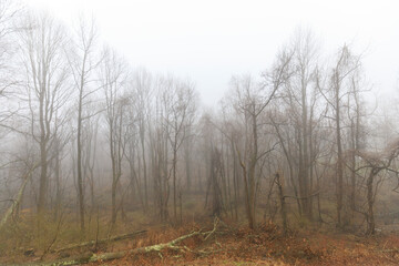 Fototapeta na wymiar forest in fog