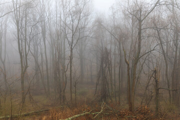 fog in the woods