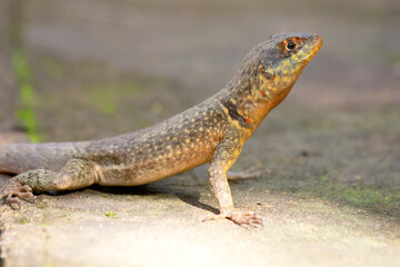 Lizard in the park