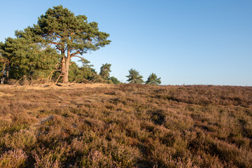 Blühende Heidenlandschaft