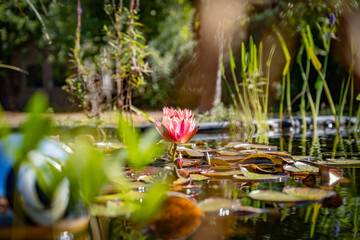 Fleur de lotus sur un plan d'eau calme au soleil avec ses feuilles