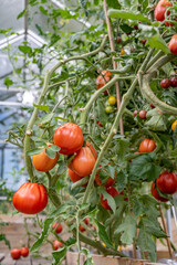 tomates rouges sur leurs plants dans une serre prêtes à être cueillies