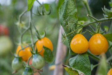 petites tomates cerises jaune orange en grappe