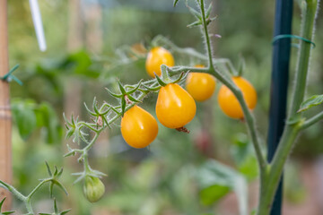petites tomates cerises oranges sur leur pied prêtes à cueillir