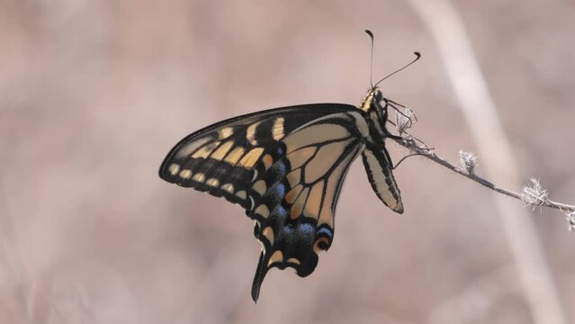 Papilio machaon - medium-sized butterfly that lives in Eurasia and North America. Active during the day.