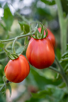 Tomates rouges en grappe sur leur plant dans un jardin en été