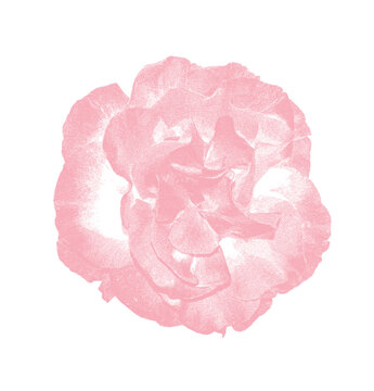 pink rose screen print flower petals