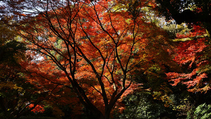 Forest of autumn leaves dyed red