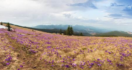 Purple Crocus flowers on spring mountain