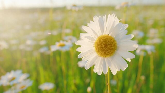 Flower of daisy is swaying in the wind. Chamomile flowers field with green grass. Macro view.