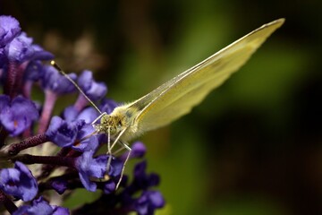 Butterfly in nature in Tennessee
