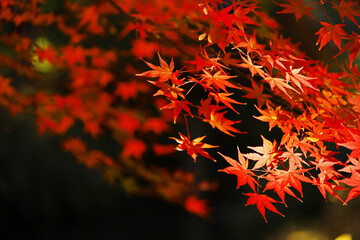 Background material photo of Japanese maple with autumn leaves shining in the autumn sunlight