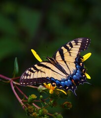 Butterfly Eastern Riger Swallowtail Bears Den, Virginia