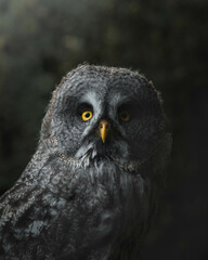 Great Grey Owl portrait, beautiful owl close-up