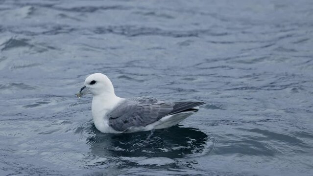 Northern Fulmar swimming on an ocean next to a boat. Close up of Fulmarus glacialis