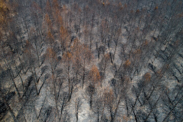 Aerial view of burnt forest after the fire. Burned fir and pine trees. Overhead View of Tree tops....