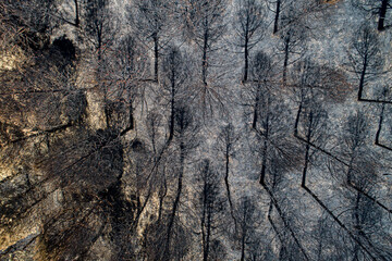 Aerial view of burnt forest after the fire. Burned fir and pine trees. Drone photo.