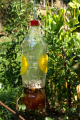 A homemade trap for wasps and hornets made from a plastic bottle with beer and vinegar as bait. Bottle hang on a tree in the garden full of catch