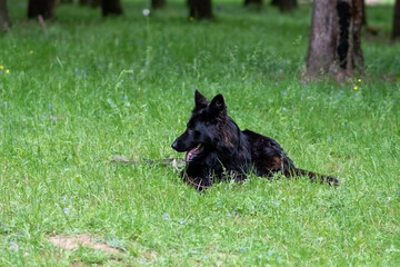 Naklejka na ściany i meble German shepherd of black color, sticking out his tongue, lies on the green grass