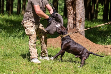 A pit bull attacks a cynologist during aggression training.