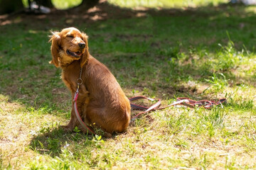 Puppy English Cocker Spaniel in the woods for a walk.