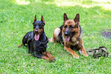 Doberman and German Shepherd, on the grass in the forest.