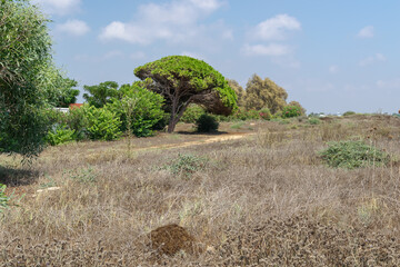Green trees. Archaeological Park. Paphos, Cyprus. Archaeological Site of Nea Paphos. Trees lean towards each other.