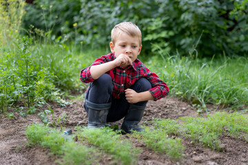 A little boy sits near a dill patch and eats it. Organic farming concept. Little gardener
