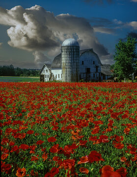 A Field Of Red American Legion Shirley Poppies Flowers With An Old Barn With Silo In The Background Near Silverton, Oregon