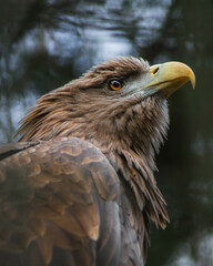 Golden Eagle portrait, majestic eagle close-up