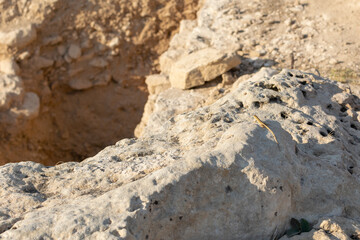 Little lizard on stones. Paphos, Cyprus. The colors are golden brown.