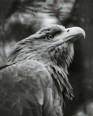 Golden Eagle black and white portrait, majetstic eagle close-up