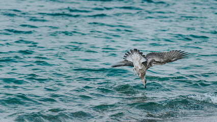 Obraz premium swooping flight of a seagull to fish in the sea