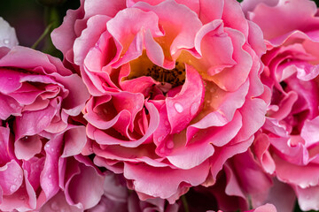 Flowering ‘Tequila Supreme’ Floribunda Rose