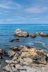 Birds Along Fiscalini Bluffs 2