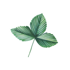 Strawberry leaf isolated illustration