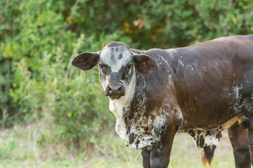 young bull calf with different color on a farm   © Debra Lawrence