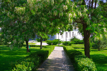 Park in the city of Astrakhan in Russia. shady alley under a blooming white acacia.