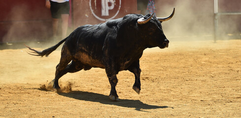 gran toro  español con grandes cuernos en una plaza de toros