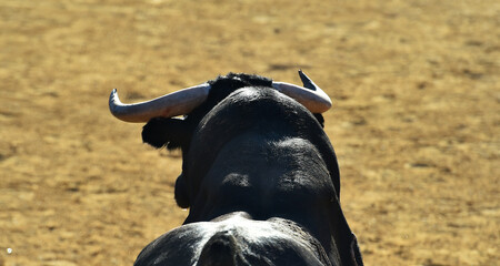 gran toro  español con grandes cuernos en una plaza de toros