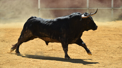 gran toro  español con grandes cuernos en una plaza de toros