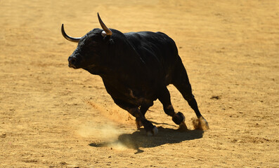 gran toro  español con grandes cuernos en una plaza de toros