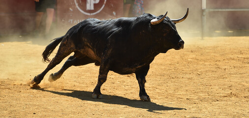 big bull with big horns