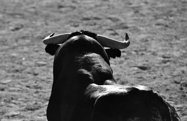 un gran toro español con grandes cuernos en una plaza de toros en un espectaculo taurino